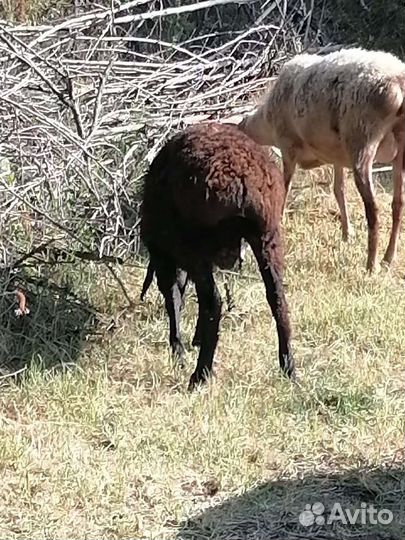 Овцы бараны