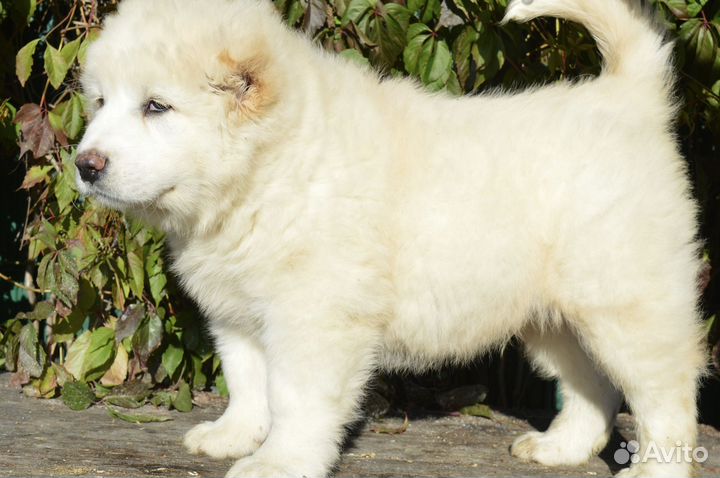Кавказская овчарка мальчик белый