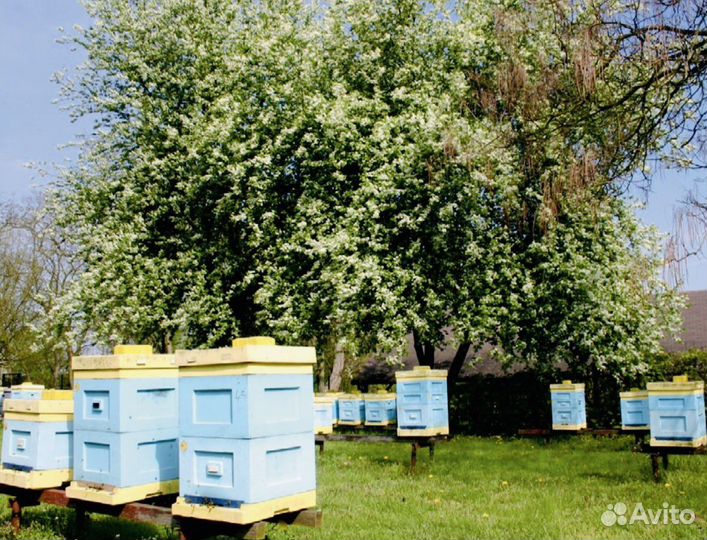 Мёд оптом с Калининградской пасеки