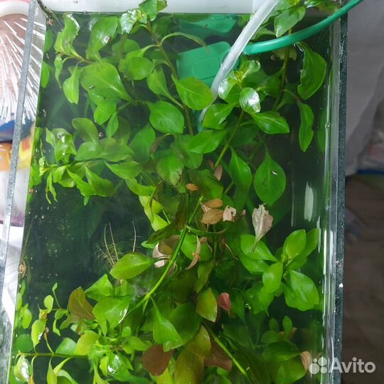 Растения для аквариума прополка