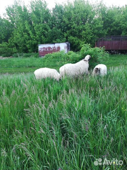 Овцы бараны