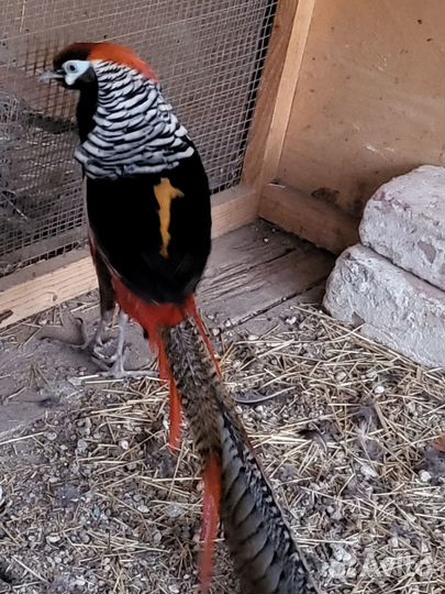 Продаются фазаны, куры