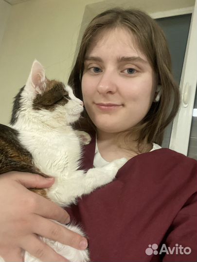 Передержка собак, кошек и других животных