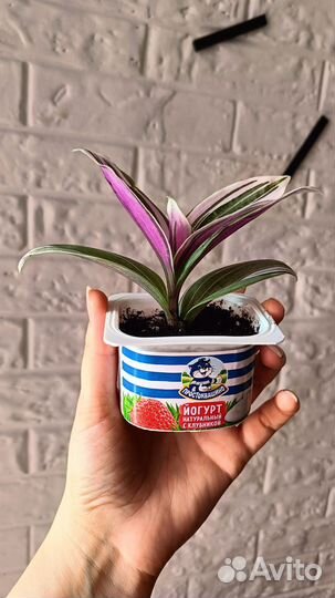 Разные комнатные цветы и мята