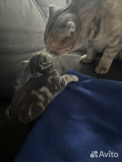 Шотландские котята