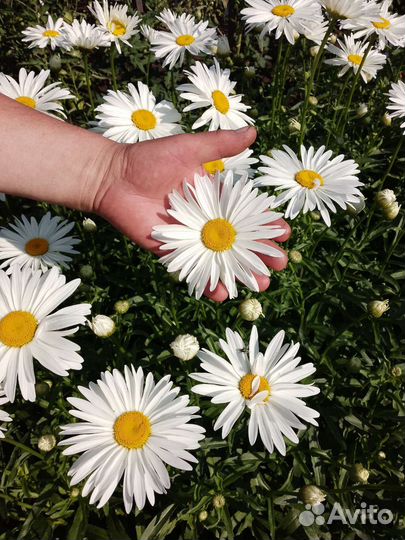 Рассада ромашек садовых крупных, большой куст