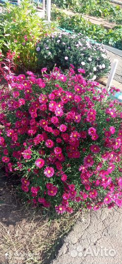 Сентябринки