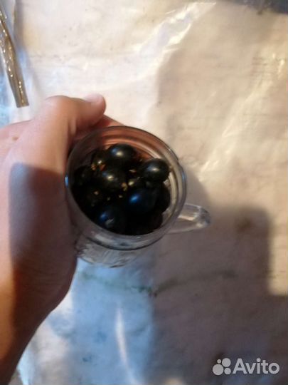 Черная смородина