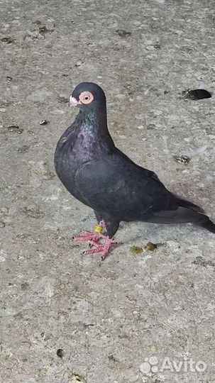 Голуби порода 