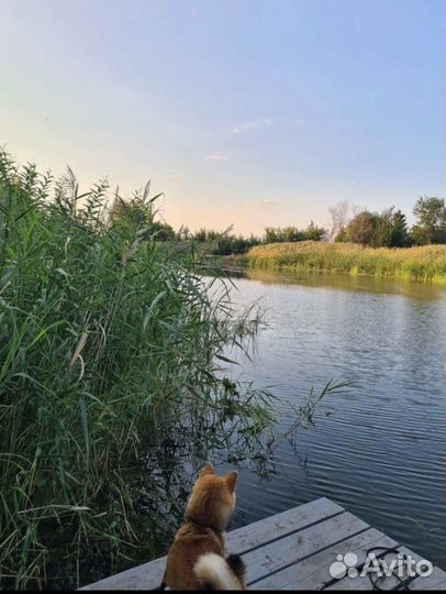 Аренда беседки и рыбалка