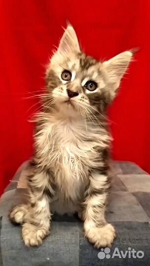 Котята мейн-кун