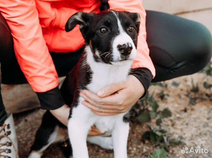 Красивая собака