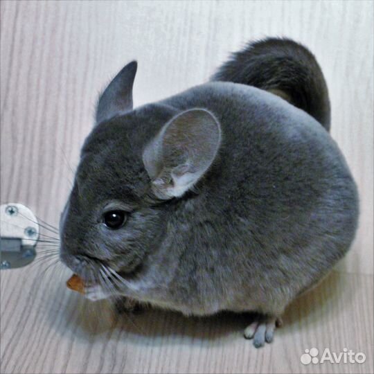 Шиншилла мальчик Фиолетовый Эбони средний