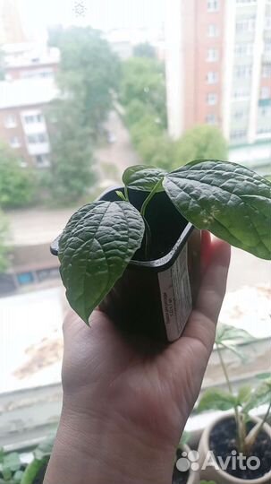 Клеродендрум томпсон