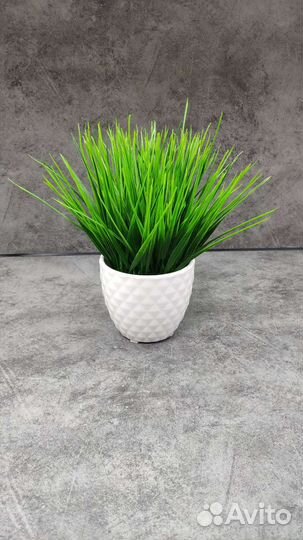 Декоративная травка