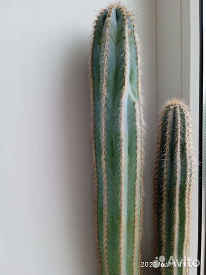 Кактусы и суккуленты