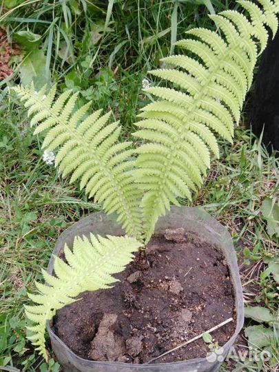 Папоротник