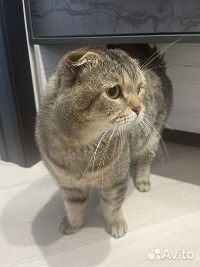 Отдам молодого котика в хорошие руки