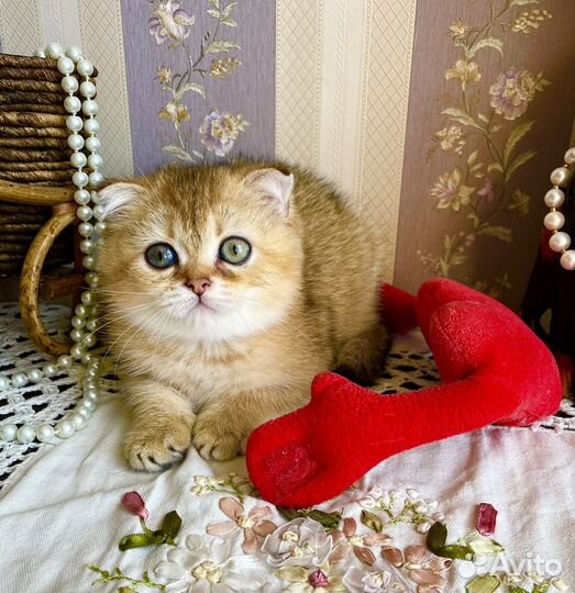 Кошечка плюшка-вислоушка)