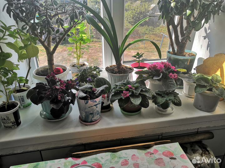 Растения для флорариума