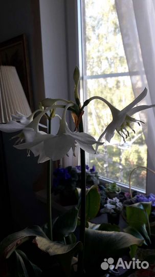 Эухарис амазонская лилия