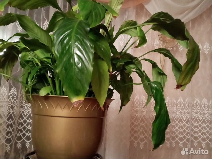 Спатифилиум саженцы