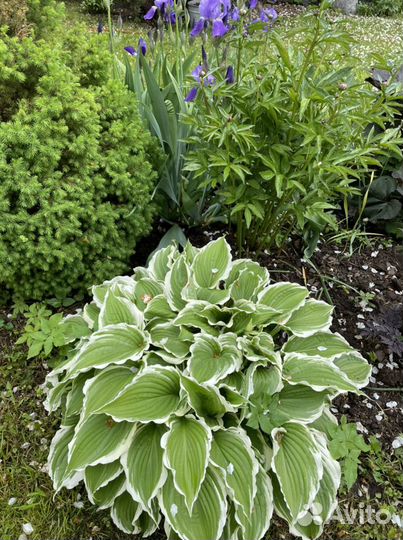 Хоста сортовая