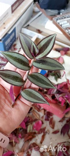 Традесканция