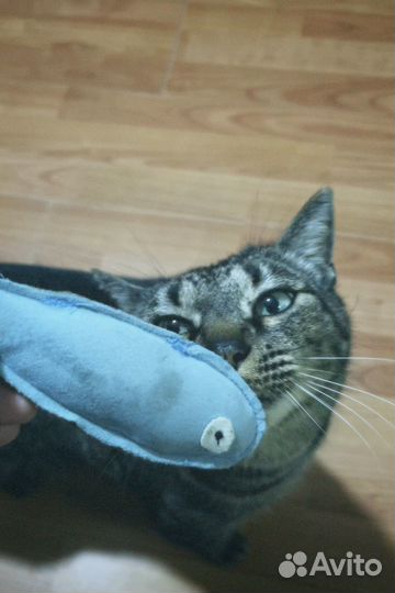 Игрушки с кошачьей мятой