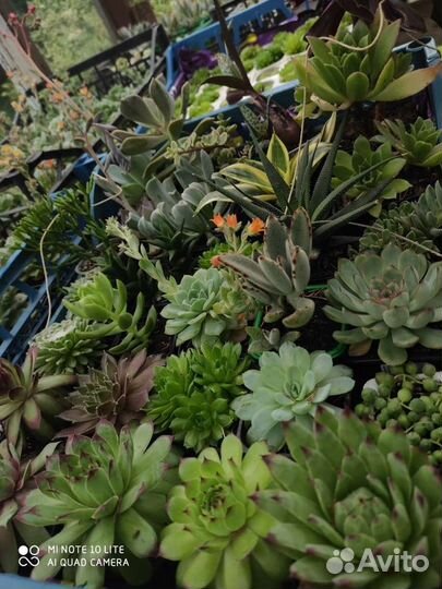 Суккуленты оптом и розницу