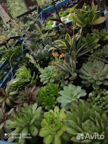 Суккуленты оптом и розницу
