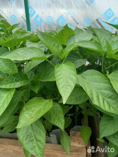 Рассада помидоры,огурцы,цукини,баклажаны,перец