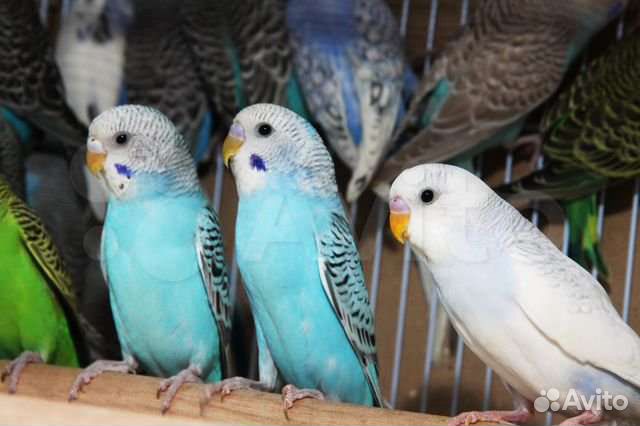 Волнистый попугай