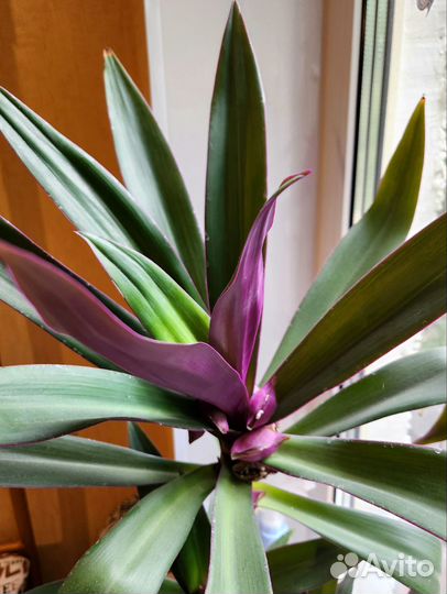 Традесканция разноцветная рео