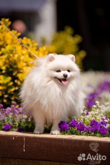 Померанский шпиц вязка кобель