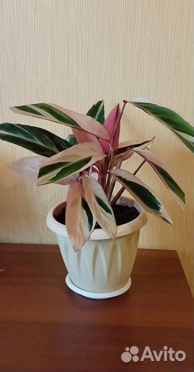 Комнатные цветы Строманта Триколор