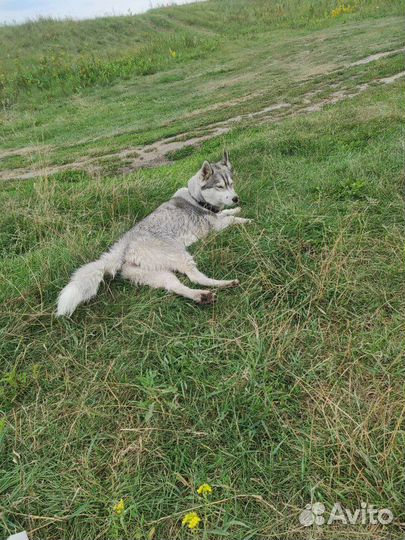 Отдам в добрые руки хаски
