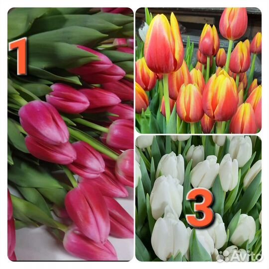 Тюльпаны