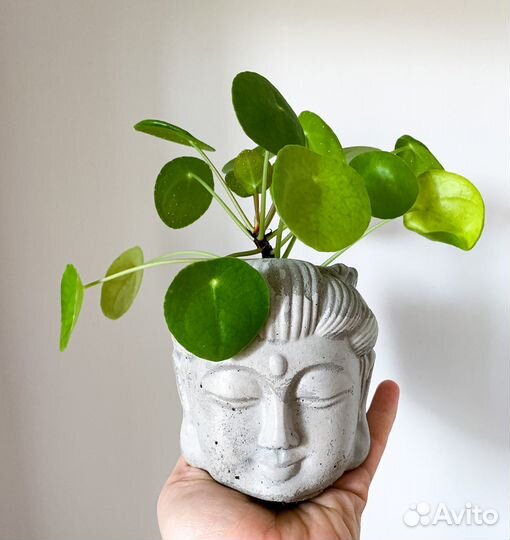 Бонсайницы, кактусник, мини садик