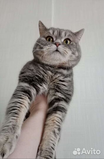 Шотландский кот вязка