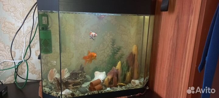 Аквариум с рыбками