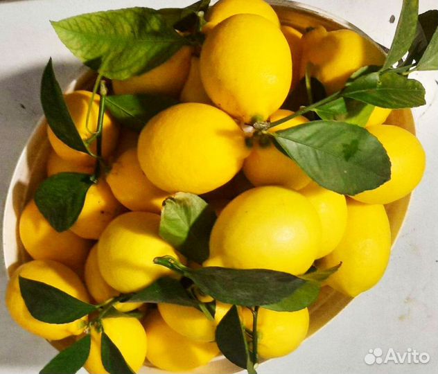 Саженцы лимона мэйер