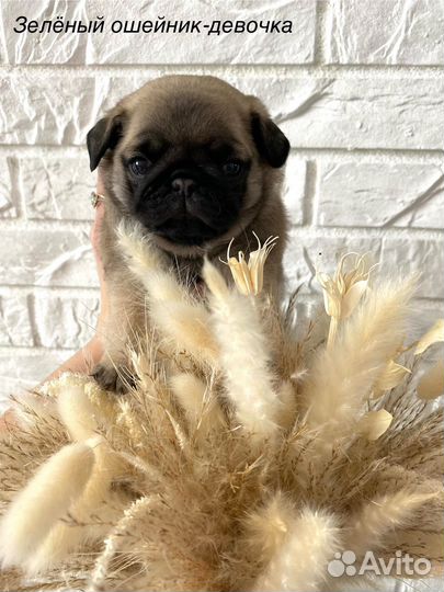 Щенки мопса