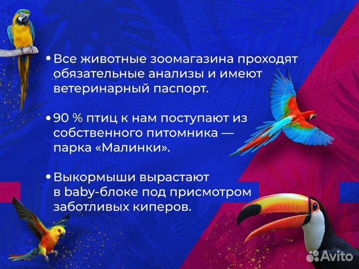 Крыса Голубая