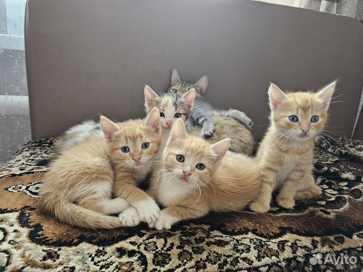 Котята в добрые руки