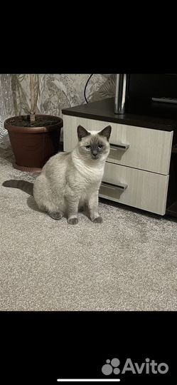 Тайская кошка