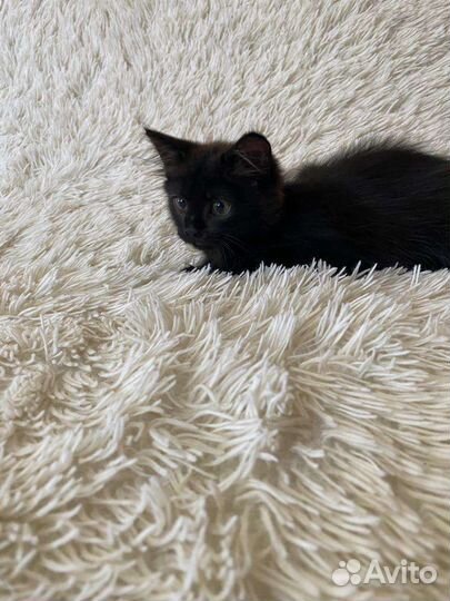 Котенок в добрые руки