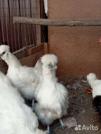 Куры петухи и цыплята китайской шелковой