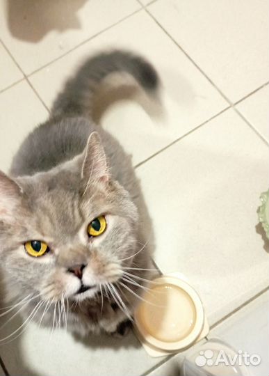 Отдам котика