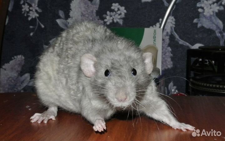 Крысята Дамбо Рекс с клеткой